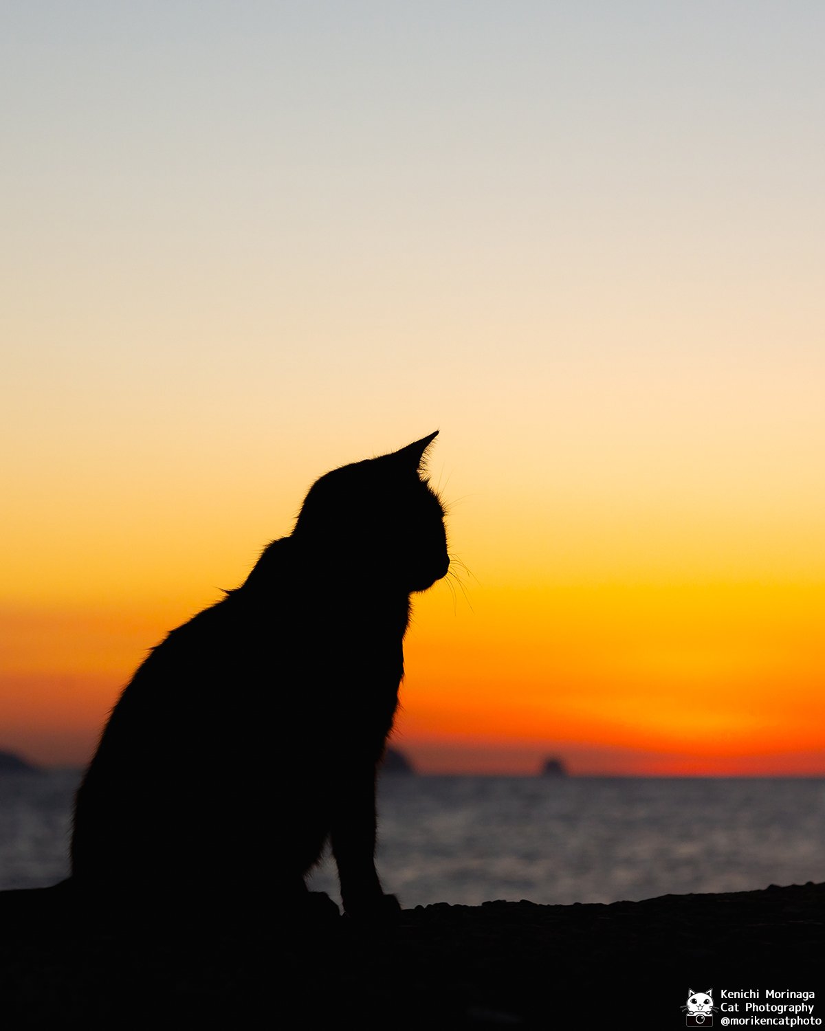 黒猫